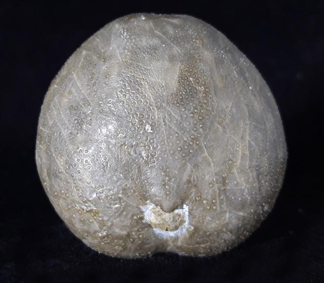 Micraster brevis DESOR in AGASSIZ & DESOR 1847 - Bild © FossNet FossilienStore